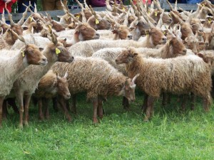 Traditional breed of sheep